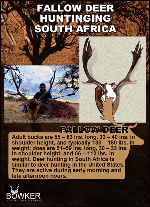 Fallow Deer trophy hunting in South Africa.