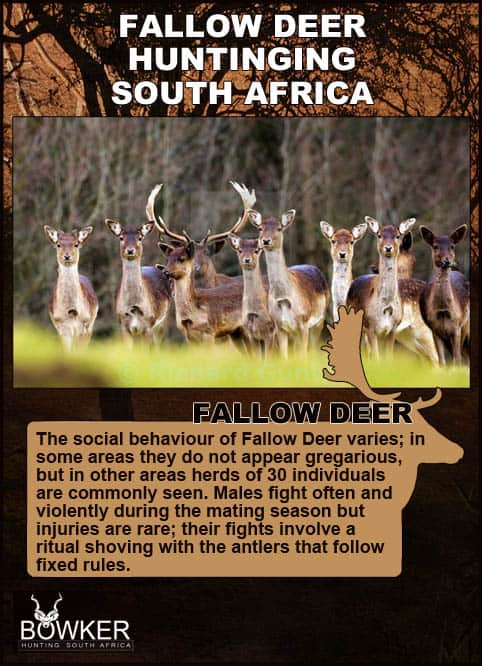 Follow Deer herd. Social behaviour of Fallow Deer.