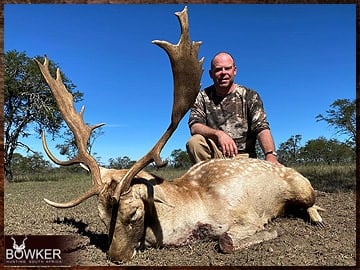 Fallow deer trophy hunted in South Africa.