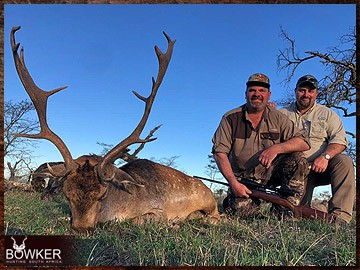 Fallow deer trophy hunted in South Africa.