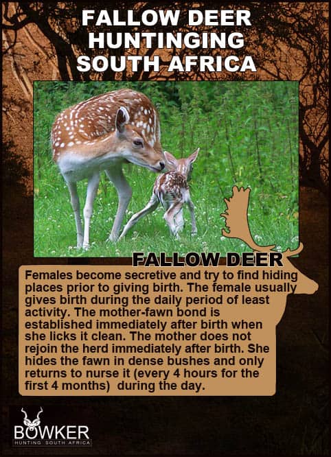 Fallow Deer fawns and nursing.