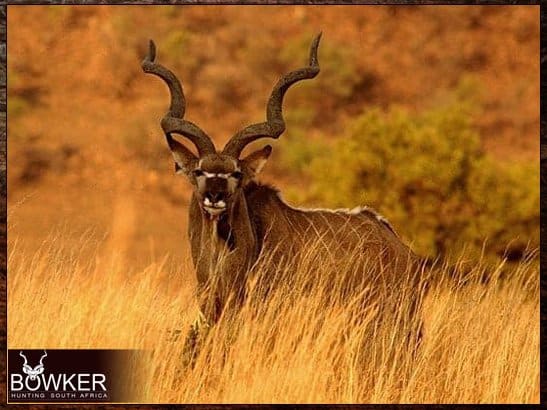 Free-Range Hunting can be defined as kept in natural conditions, with freedom of movement. Free-Range South African hunting areas have four-foot barbed wire fences designed to stop the movement of sheep and cattle but not wild animals.