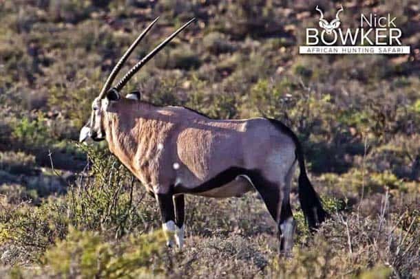 Shot placement should be on the bottom third of the shoulder for gemsbok hunting.
