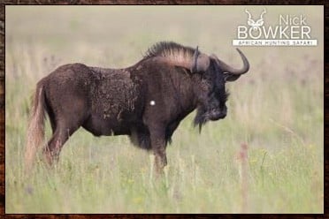 Black Wildebeest and gemsbok are the signature trophies in our starter $4000 package.