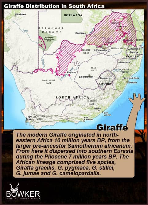 Distribution through South Africa