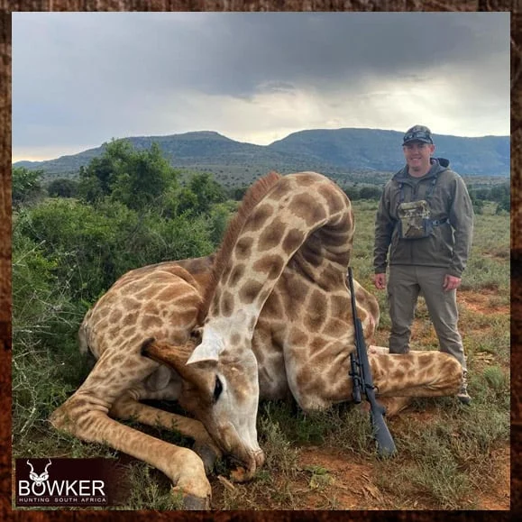 Giraffe hunted safari style on a first time african hunting trip.