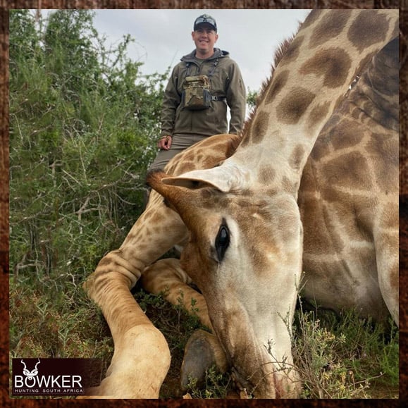 Giraffe hunting in Africa.