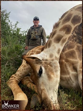 Giraffe trophy hunted in South Africa.