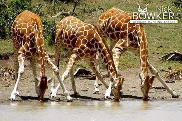 Giraffe drinking. Giraffe hunting makes for a very exciting stalk.