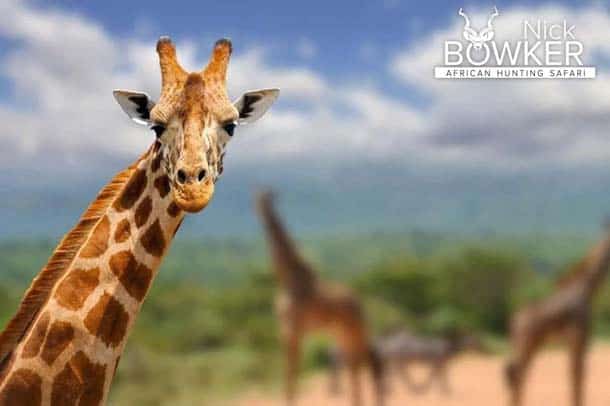 Giraffe male.The male has larger ossicones used for fighting and causes the fur to rub off.