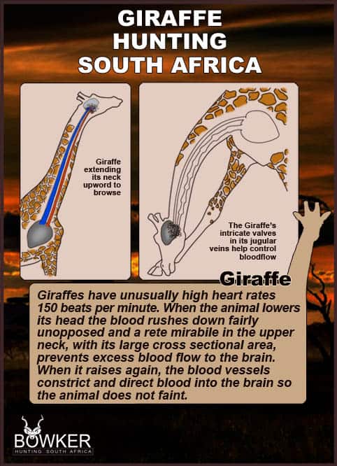 Giraffe size and anatomy.
