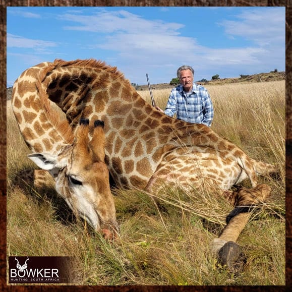 Giraffe trophy hunting in South Africa.
