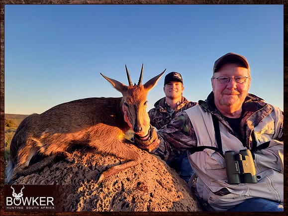 Grey Duiker hunting.