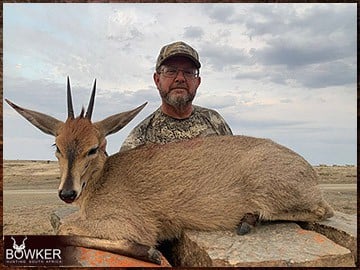 Grey Duiker rifle hunted in Africa.