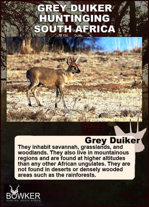 Grey duiker habitat in South Africa.
