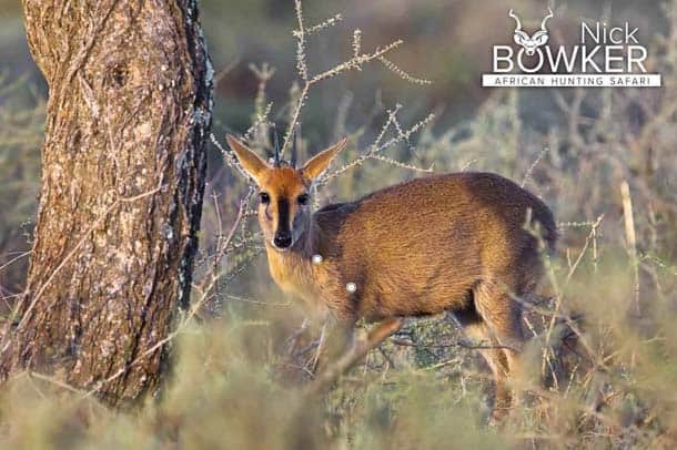Shot placement for Duiker hunting
