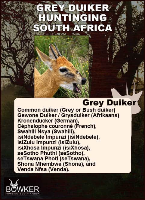 Grey duiker local names in South Africa.