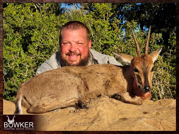 Grey duiker hunting in South Africa