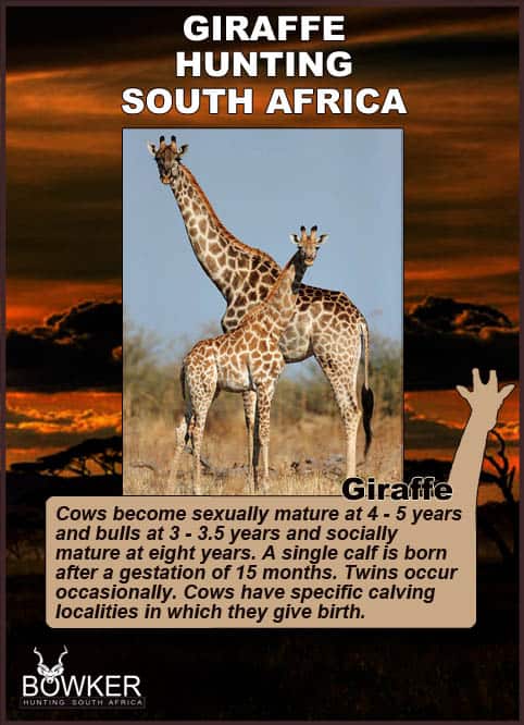 Giraffe mother and calf. The gestation period is 15 months.