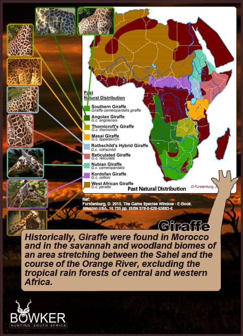 Giraffe distribution across Africa.