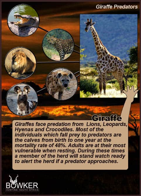 Giraffe trophy hunt. The Giraffes major predator is the lion. 