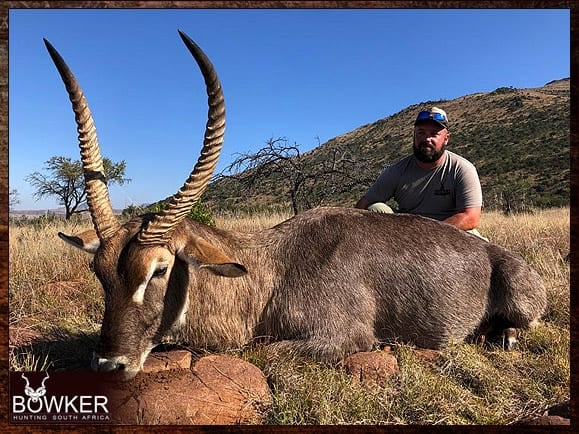 Hunting bug Waterbuck bull safari style with Nick Bowker.