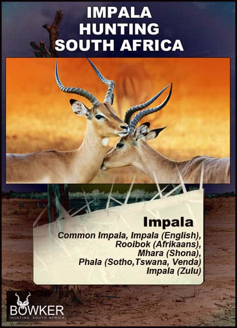 Local African names of the impala.