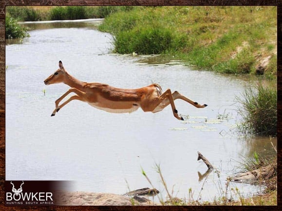 Impala female leaping over water.