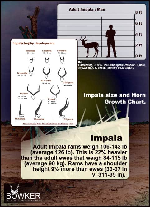 Horn development of impala to maturity. 