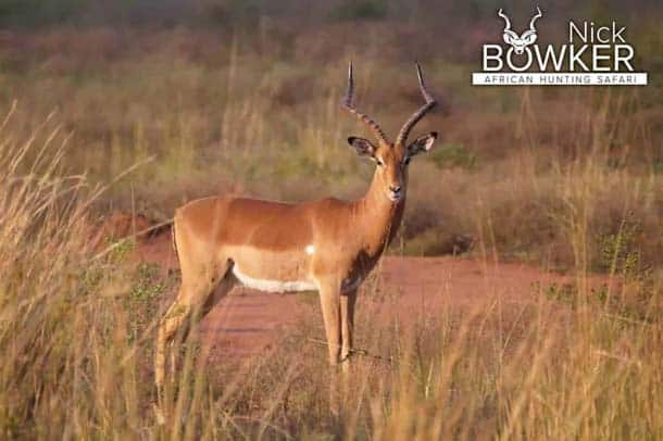 Shot placement should be on the bottom third of the shoulder for impala hunting.