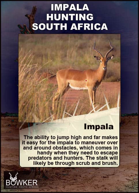 Shot placement for impala hunting.