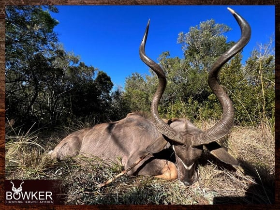 Free range kudu hunting with Nick Bowker