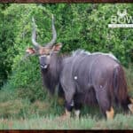Nyala and Kudu are the signature trophies in our starter $5500 package.