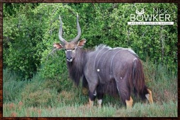 Nyala and Kudu are the signature trophies in our starter $5500 package.