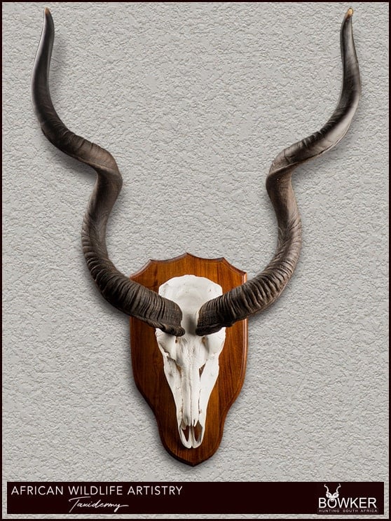 Kudu skull mount. 