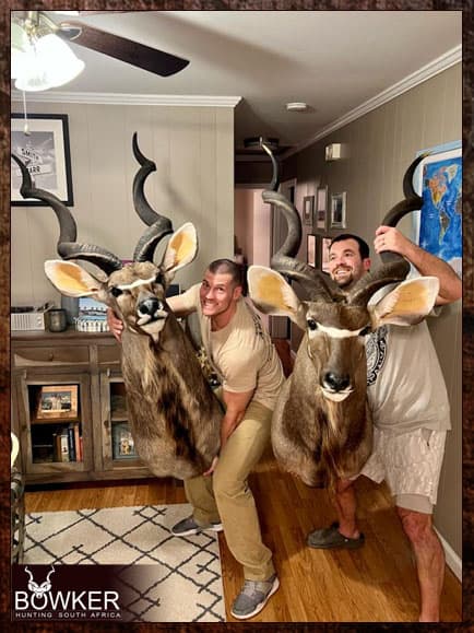 Kudu trophy shoulder mounts hunted in Africa.