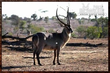 Kudu, Waterbuck and Nyala are the signature trophies in our $8000 big game package.