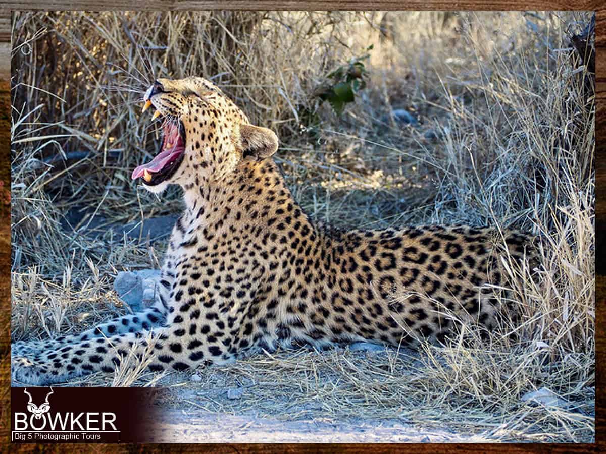 Leopard yawning - Big five tours
