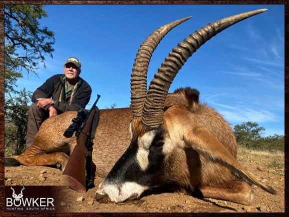 Roan antelope hunting in Limpopo.