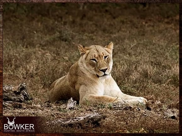 Lion in the Mountain Zebra Park