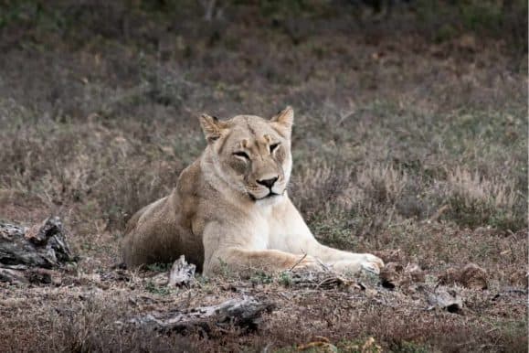 Lion in the Addo Elephant park