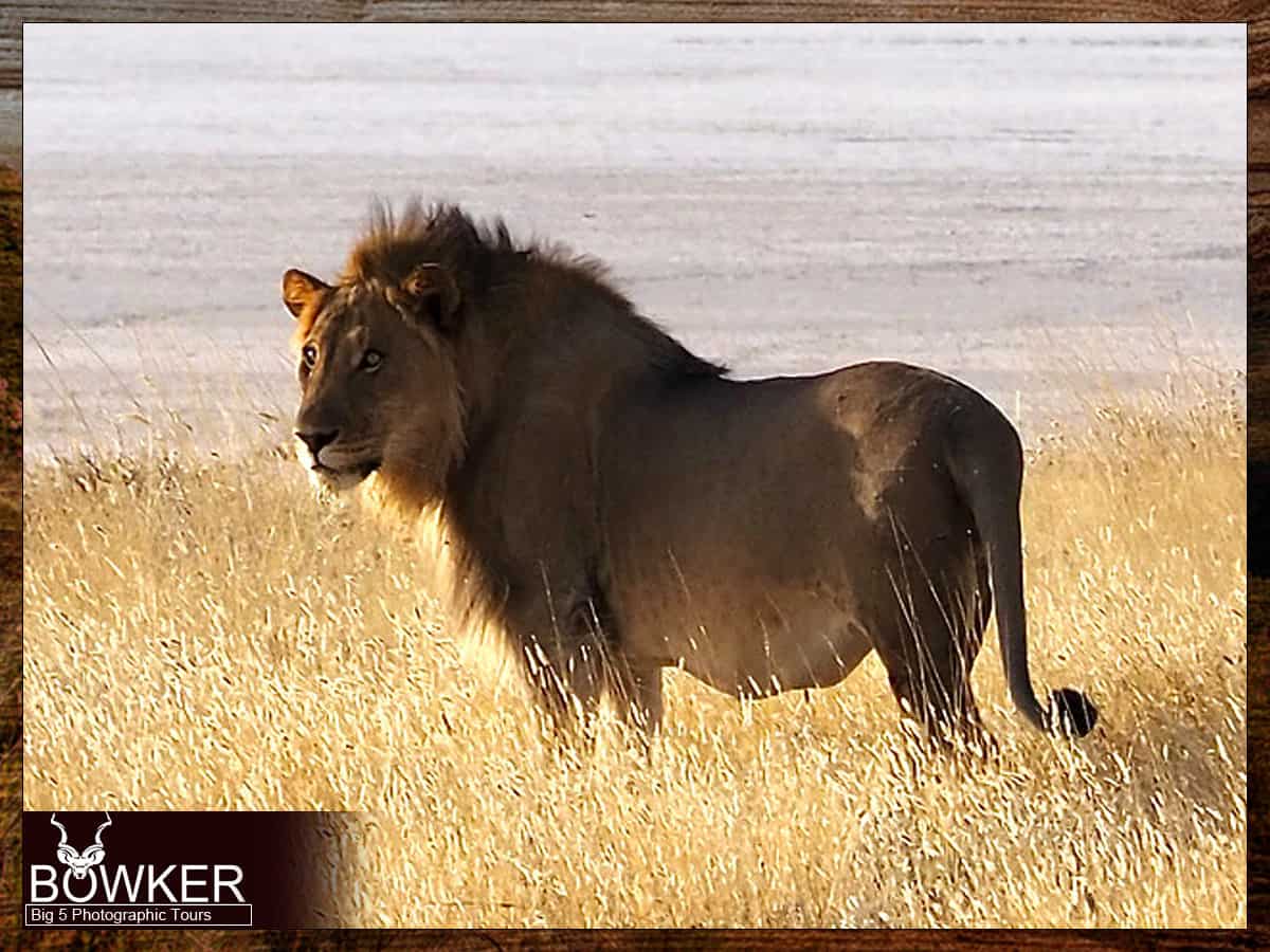 Male lion sighting -Big 5 Karoo National Park Tour