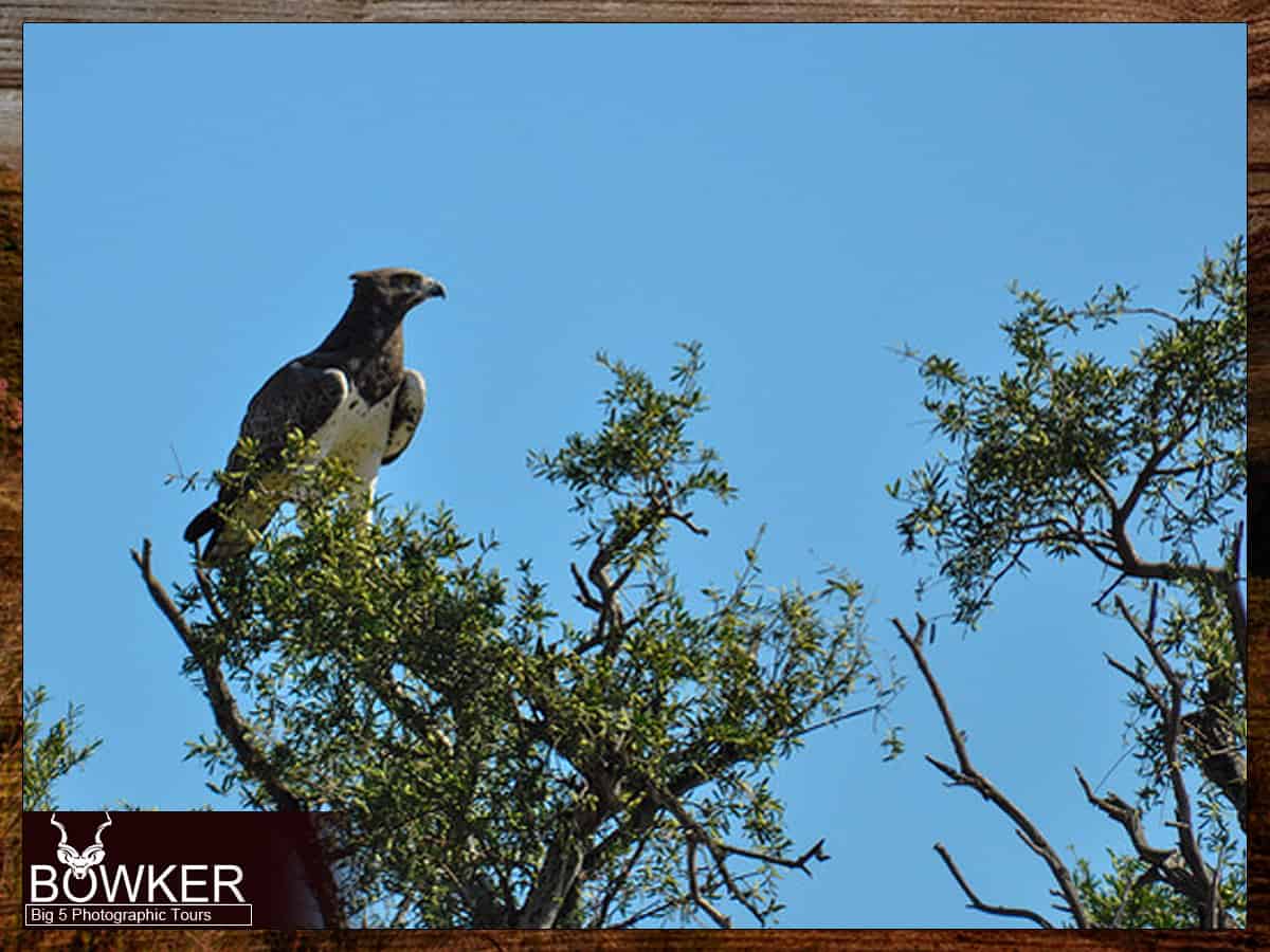 Martial eagle in a tree