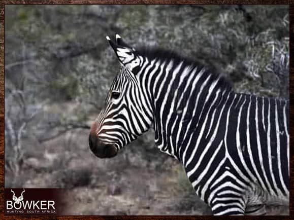 Mountain Zebra