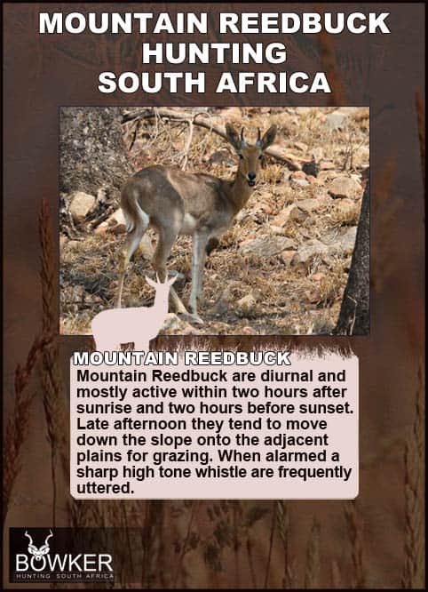 Mountain reedbuck activity and movements.