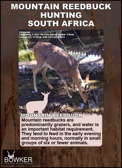 Mountain Reedbuck drinking. They tend to feed in the early morming.