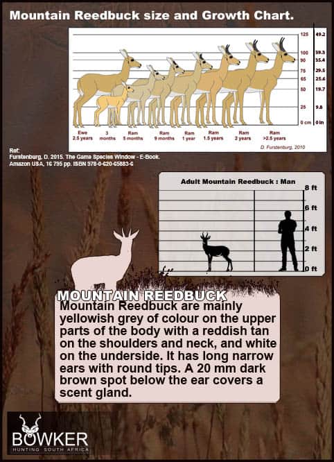 Mountain Reedbuck Size and growth chart.