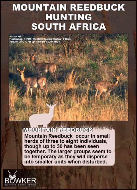 Mountain Reedbuck family herd.