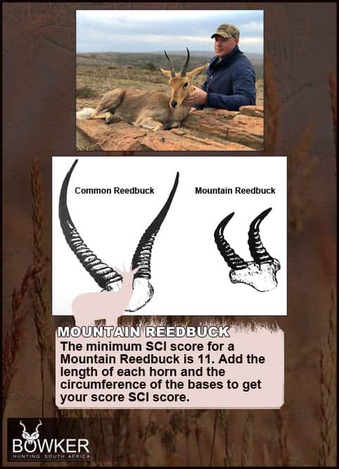 Mountain Reedbuck and Common Reedbuck horns.