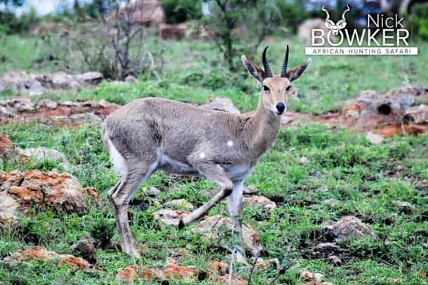 Mountain Reedbuck shot placement